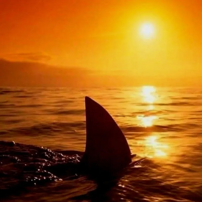 Shark fin cutting through calm water at sunset